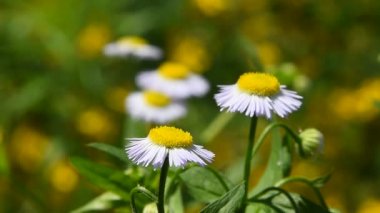 Vahşi çayır papatya çiçeği yeşil üzerinde