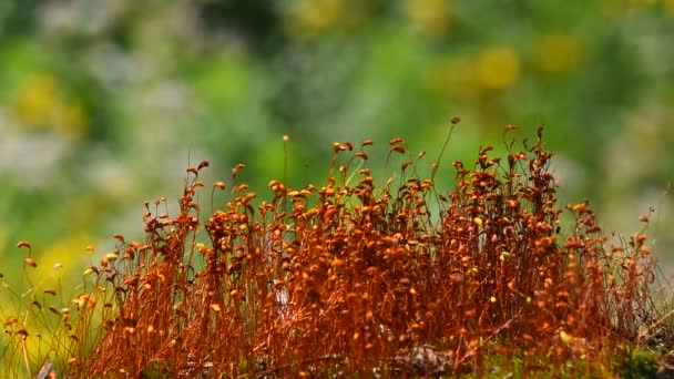 Moss dans hareketi sonrası yağmur damlaları — Stok video