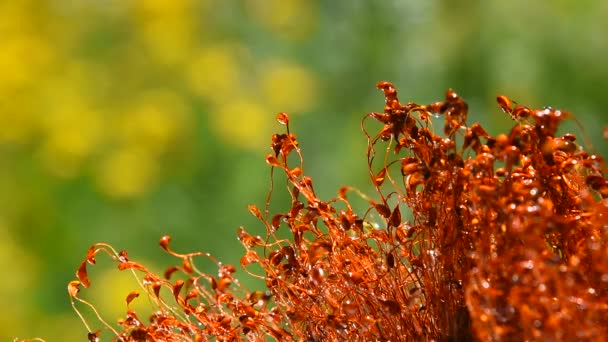 Moss dans hareketi sonrası yağmur damlaları — Stok video