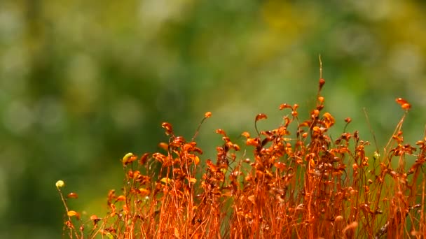 Moss dance movement after rain drops — Stock Video