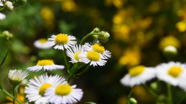 Wild meadow chamomile flowers in wind over green — Stock Video