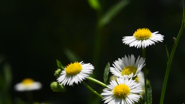 Flores de manzanilla prado salvaje en el viento sobre verde — Vídeos de Stock