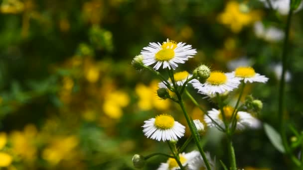 Wilde weide kamille bloemen in de wind over groen — Stockvideo