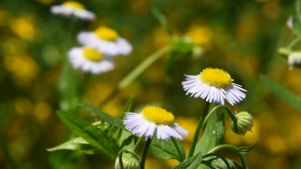 Fiori di camomilla prato selvatico sopra verde — Video Stock