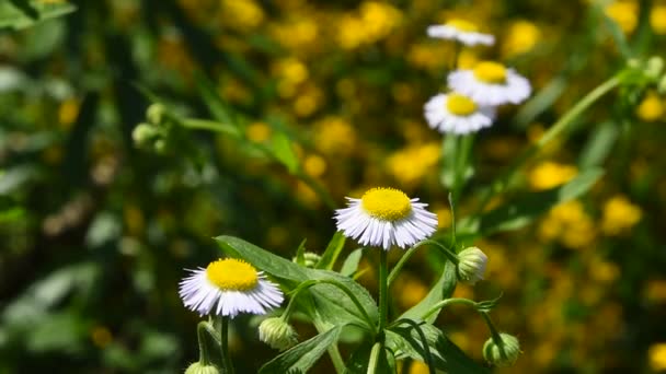 Wilde weide kamille bloemen in de wind over groen — Stockvideo