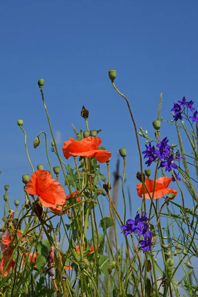 Fleurs de pavot rouge dans la prairie d'été sur le ciel bleu — Photo