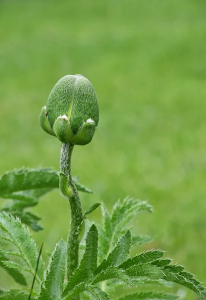 Salah satu tunas bunga poppy atas latar belakang rumput hijau — Stok Foto
