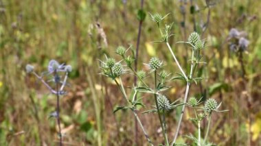 Yeşil thistle çiçek yeşil üzerinde Rüzgar