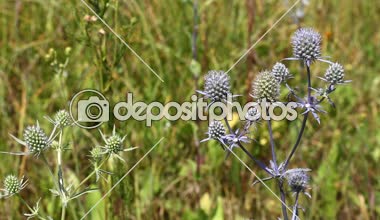 Yeşil thistle çiçek yeşil üzerinde Rüzgar