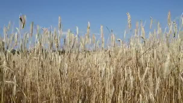 Buğday alan mavi gökyüzü altında rüzgarda — Stok video