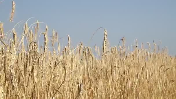 Campo de trigo en el viento bajo el cielo azul — Vídeos de Stock