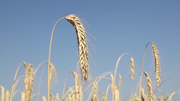 Weizenähren im Wind unter blauem Himmel — Stockvideo