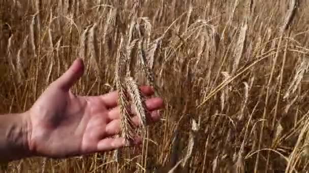 Man hand holding ripe mature wheat ear spike — Stock Video