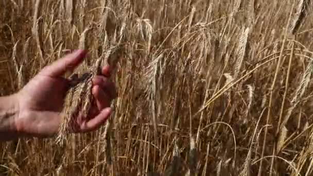 Man hand met rijpe volwassen tarwe oor spike — Stockvideo