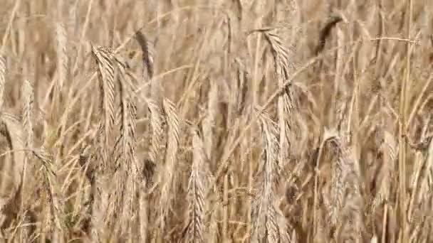 Campo de trigo temblando en el viento, de cerca — Vídeos de Stock