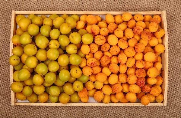 Tray of yellow plums and apricots on canvas