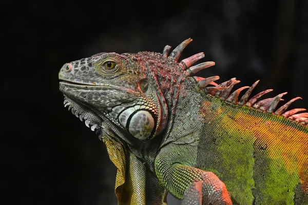 Close up portrait of green iguana male on black — Stock Photo, Image