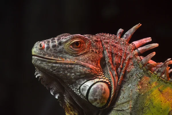 Close up portrait of green iguana male on black — Stock Photo, Image