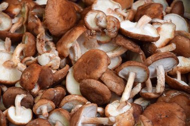 Perakende gösterimde Shiitake yenilebilir mantarlarını (Lentinula edodes) kapatın, yüksek açılı görünüm