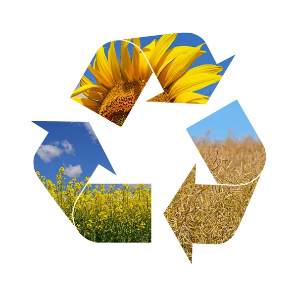 Σύμβολο Ανακύκλωσης Απεικόνισης Γεωργικής Καλλιέργειας Ηλίανθου Ελαιοκράμβης Απομονωμένο Λευκό Φόντο — Φωτογραφία Αρχείου