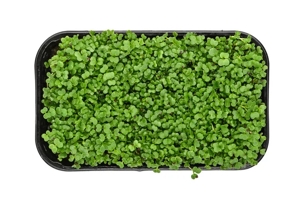 Närbild Färska Gröna Ruccola Mikrogröna Groddar Svart Plast Groddar Bricka — Stockfoto