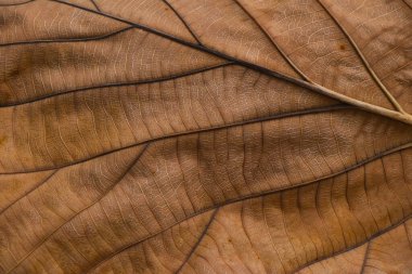 Son derece yakın arkaplan dokusu kurumuş kahverengi sonbahar yaprağı damar desenli