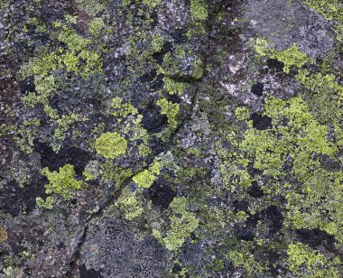 Gri kaya yüzeyindeki yeşil ve siyah liken ve yosun lekelerini kapatın.