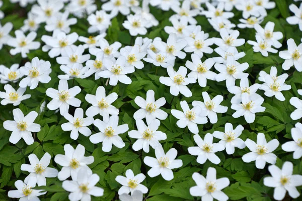 İlkbaharın başlarında, yeşil yaprakların üzerinde beyaz Caltha çiçeklerinin arkaplanını kapat, yüksek açılı görüş, seçici odak