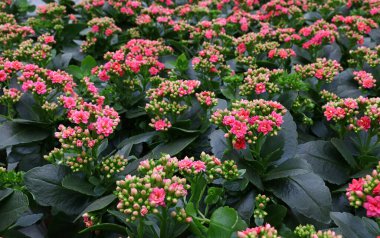 Çiçekçinin perakende vitrininde Kalanchoe çiçeklerini kapatıyoruz.