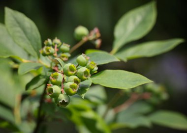 Close up fresh green blueberry berries growing in fruit garden, low angle view
