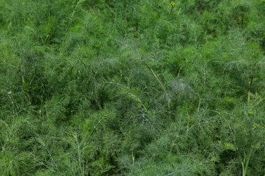 Close up fresh green dill or fennel growing on herb and spice garden bed in open ground, elevated top view, directly above