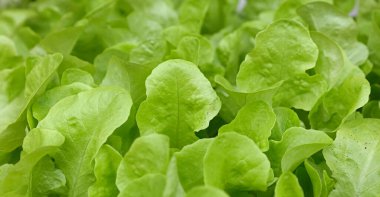 Close up sprouts of fresh spring green lettuce leaves growing on vegetable garden bed in open ground, high angle view