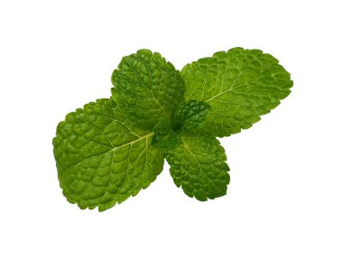 Beyaz arka planda izole edilmiş taze bir nane örtüsü dalını kapatın. Üst görünümü tam üstte.
