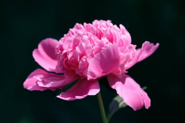 Pembe şakayıklardan birini yeşil arka planda kapat.