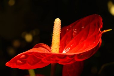 Kırmızı bir tropikal Andoryum çiçeğini spadix ve spesiyal ile kapatın, Araceae ailesinin epiphyte 'i ya da laceleaf olarak da bilinir.
