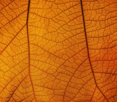Arka planda parlak turuncu sonbahar yaprağının damarlar desenli aşırı yakın plan dokusu