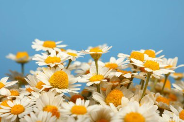 Mavi arka planda, yüksek açılı, taze papatya çiçeği buketini kapat.