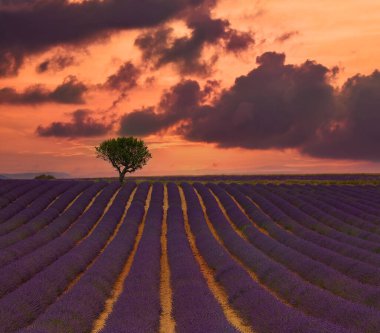 Fransa, Provence 'ın mor çiçekli lavanta tarlası, gündüz vakti güzel gökyüzü ve ufukta ağaçla