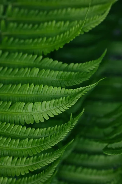 Close Background Fresh Spring Green Fern Leaves High Angle View — Stock Photo, Image