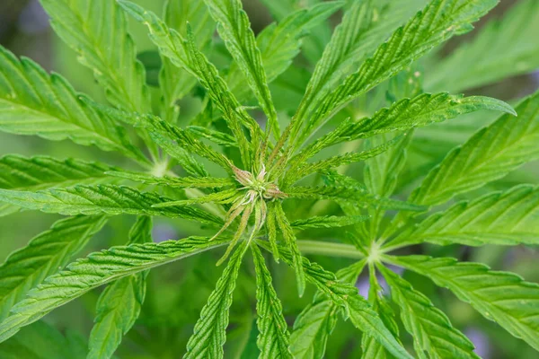 Közel Sok Friss Zöld Kannabisz Vagy Kenderlevél Növekszik Nagy Látószögű — Stock Fotó