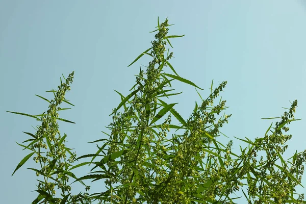 Közelkép Friss Zöld Kannabisz Vagy Kender Virágzik Kék Levelek Bimbók — Stock Fotó