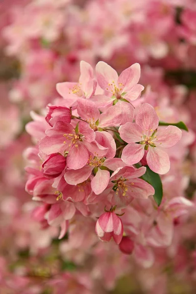 Close Roze Aziatische Wilde Crabapple Boom Bloesem Met Bladeren Groene — Stockfoto