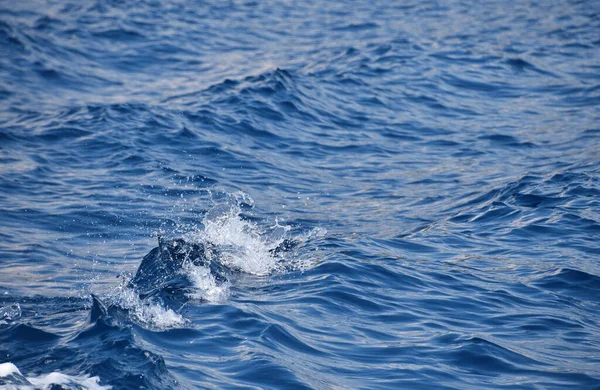 Indigo Bleu Surface Eau Mer Avec Des Ondulations Des Vagues — Photo