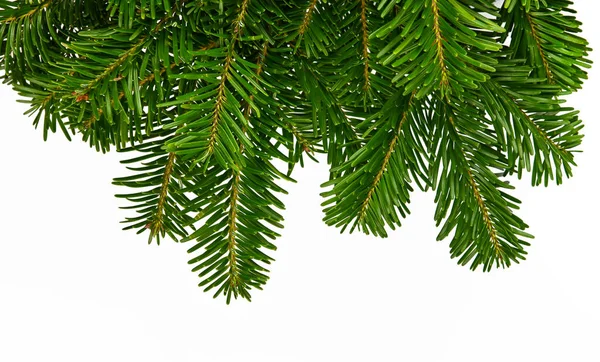 Close Fresh Green Branch Spruce Pine Tree Isolated White Background — Stock Photo, Image