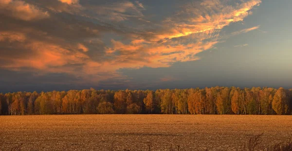 Atardecer Paisaje Otoño Rastrojo Campo Agrícola Árboles Horizonte Cielo Tormentoso — Foto de Stock