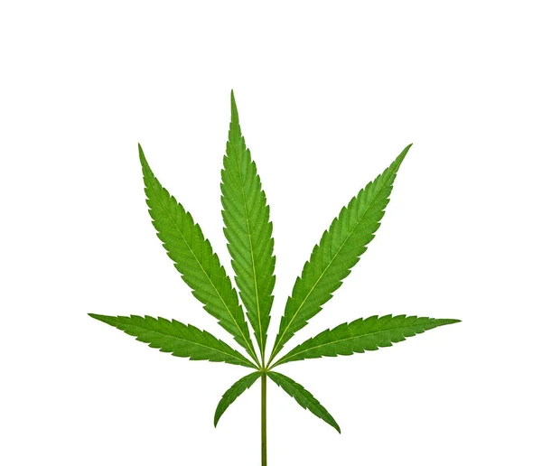 Közel Egy Friss Zöld Cannabis Vagy Kenderlevél Elszigetelt Fehér Alapon — Stock Fotó