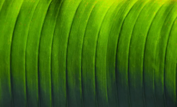 Extremo Primer Plano Textura Fondo Hoja Palma Verde Brillante Retroiluminada —  Fotos de Stock
