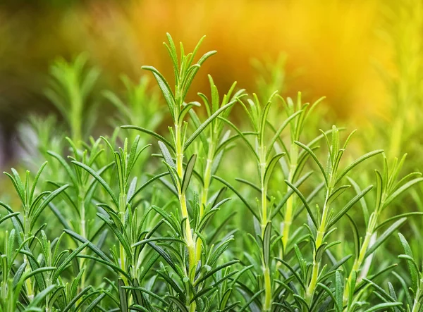 緑色の新鮮なローズマリースパイシーなハーブ Rosmarinus Officinalis の芽が成長し 角度の低いビューを閉じます — ストック写真