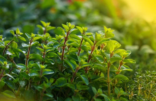 Tutup Hijau Segar Marjoram Manis Origanum Majorana Bumbu Rempah Rempah — Stok Foto