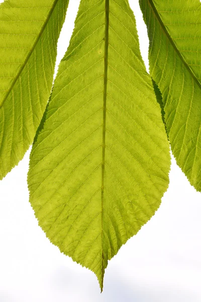 Horse chestnut translucent green leave in back lighting on white sky background — Stock Photo, Image